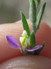 Hebecarpa macradenia