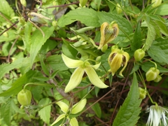 Clematis serratifolia