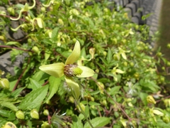 Clematis serratifolia