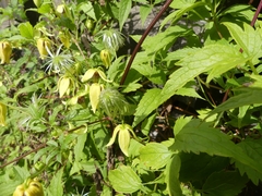 Clematis serratifolia