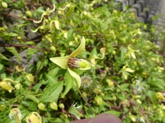 Clematis serratifolia