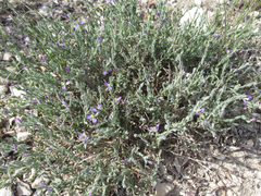 Hebecarpa macradenia