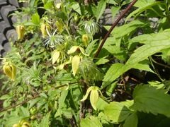Clematis serratifolia