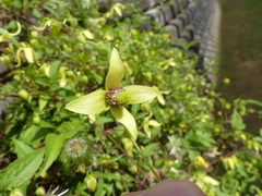 Clematis serratifolia