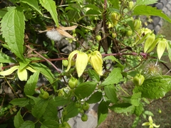Clematis serratifolia