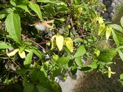 Clematis serratifolia