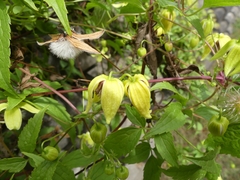 Clematis serratifolia