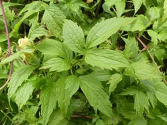 Clematis serratifolia