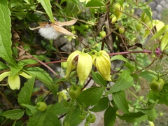 Clematis serratifolia