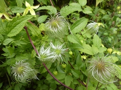 Clematis serratifolia
