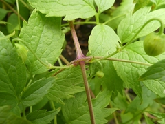 Clematis serratifolia