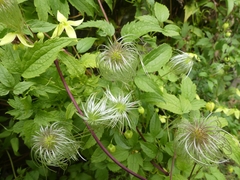 Clematis serratifolia