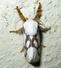 Parapluda invitabilis