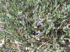 Hebecarpa macradenia