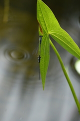 Paracercion calamorum
