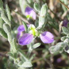 Hebecarpa macradenia