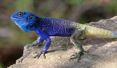 Acanthocercus ugandaensis