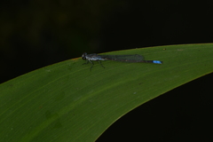 Paracercion calamorum