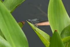 Paracercion calamorum