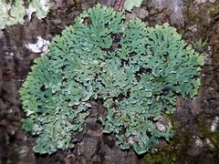 Heterodermia obscurata