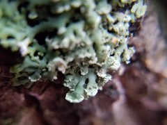 Heterodermia obscurata