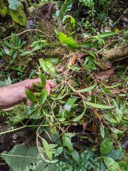 Maxillaria schlechteriana