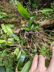 Maxillaria schlechteriana