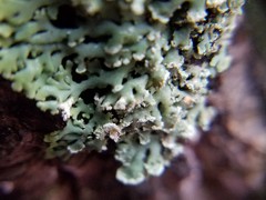 Heterodermia obscurata