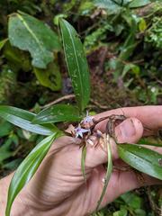 Maxillaria schlechteriana