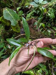 Maxillaria schlechteriana