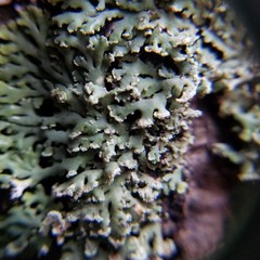 Heterodermia obscurata