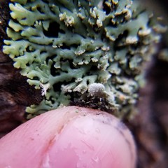 Heterodermia obscurata