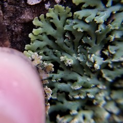 Heterodermia obscurata