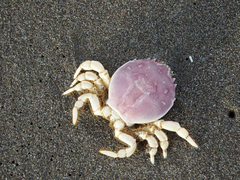 Pseudocorystes sicarius