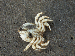 Pseudocorystes sicarius