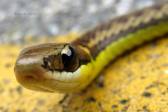 Echinanthera cephalostriata