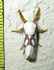 Parapluda invitabilis