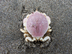 Pseudocorystes sicarius