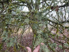 Heterodermia echinata