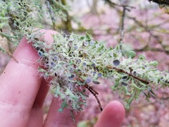 Heterodermia echinata