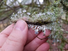 Heterodermia echinata