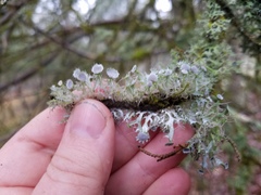 Heterodermia echinata