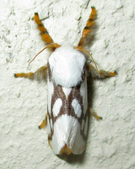 Parapluda invitabilis