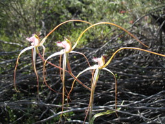Caladenia longicauda borealis