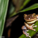Reservoir Tree Frog - Photo (c) Carol Manzano, some rights reserved (CC BY-SA)