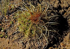 Parodia maassii