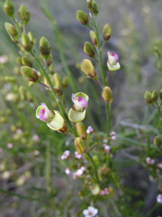 Comesperma integerrimum