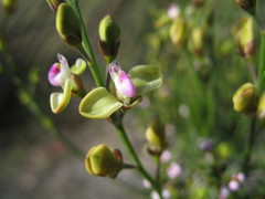 Comesperma integerrimum