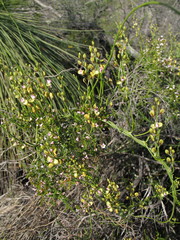 Comesperma integerrimum