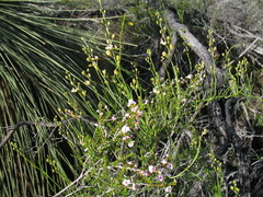 Comesperma integerrimum